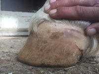 5 - One day later the hoof already started to relaxed 1